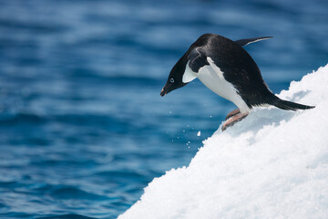 Adelie penguin leaping from an iceberg near Antarctica © willtu