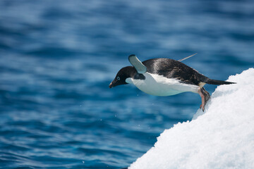 Adelie penguin leaping from an iceberg near Antarctica © willtu