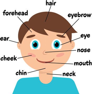 anatomical, face, chart, anatomy, infographic, kid, 