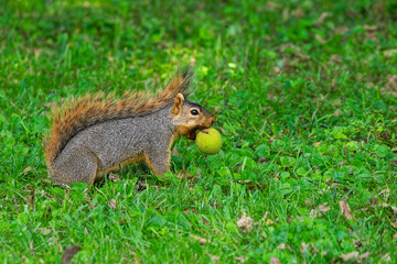 Fox squirrel (Sciurus niger) resting with black walnut (Juglans nigra). The fox squirrel, also known as the eastern fox squirrel or Bryant's fox squirrel.  © Denny