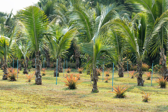 Rows of coconut palm trees and irrigation system pipelines in agricultural village in Thailand, growing organic coconuts in fertile river valley, coconut plantation at farm, tropical food produce.