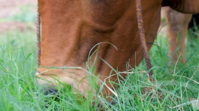 Cattle cow grazing in field. Dairy cattle cow grazing. brown cow. domestic brown cow feeding on grass in a peaceful rural meadow.