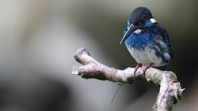  Javan blue-banded kingfisher (Alcedo euryzona), is a species of kingfisher in the subfamily Alcedininae. It is endemic to and found throughout Java.