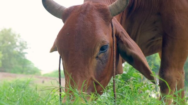Cattle cow grazing in field. Dairy cattle cow grazing. Farm cattle grazing in pasture.