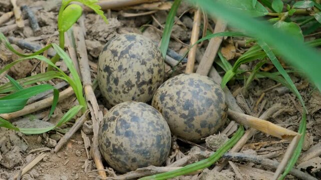 Three speckled eggs among fresh green leaves, Spring season, new life, and wildlife processes. Three speckled eggs in a nest. new life. eggs in a nest.