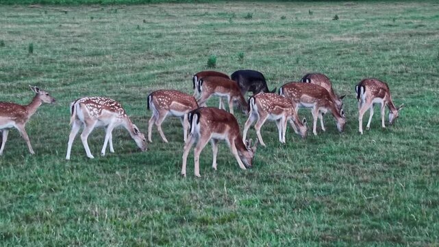 herd of fallow deer grazing green grass meadow summer evening wildlife field animals nature outdoor landscape