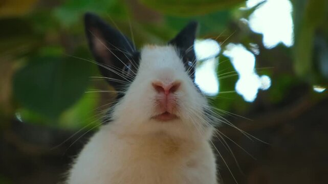 Curious rabbit with expressive eyes and soft fur. Cute White Pet Rabbit Exploring Garden Trees. A Fluffy White Rabbit&rsquo;s Favorite Tree Spot.