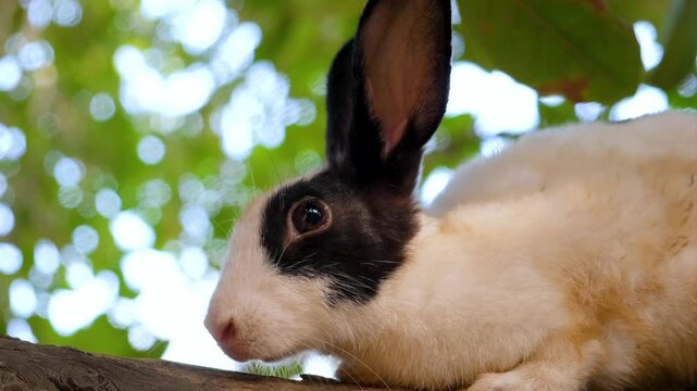 Cute White Pet Rabbit Exploring Garden Trees. A Fluffy White Rabbit&rsquo;s Favorite Tree Spot. Domestic rabbit enjoys free range time on a green tree.