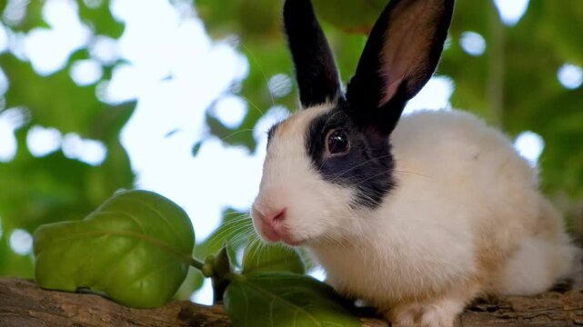 Curious rabbit with expressive eyes and soft fur. Cute White Pet Rabbit Exploring Garden Trees. A Fluffy White Rabbit&rsquo;s Favorite Tree Spot.