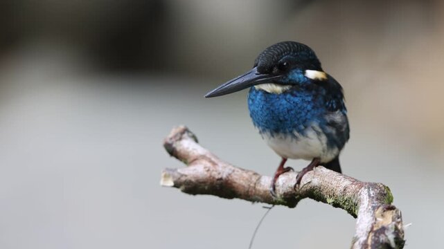  Javan blue-banded kingfisher (Alcedo euryzona), is a species of kingfisher in the subfamily Alcedininae. It is endemic to and found throughout Java.