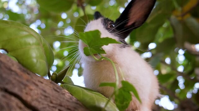 Adorable White Rabbit Enjoying Fresh Green leaves. A Fluffy White Rabbit&rsquo;s Favorite Tree Spot. Domestic rabbit enjoys free range time on a green tree.