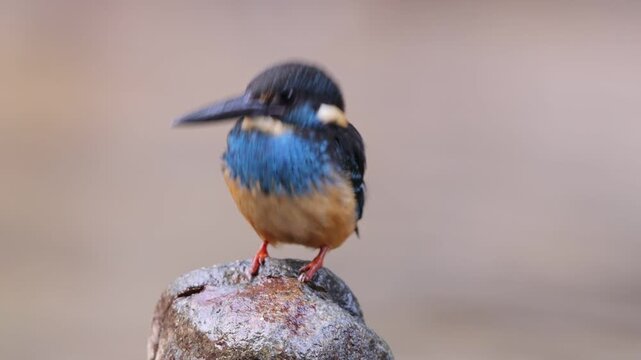  Javan blue-banded kingfisher (Alcedo euryzona), is a species of kingfisher in the subfamily Alcedininae. It is endemic to and found throughout Java.