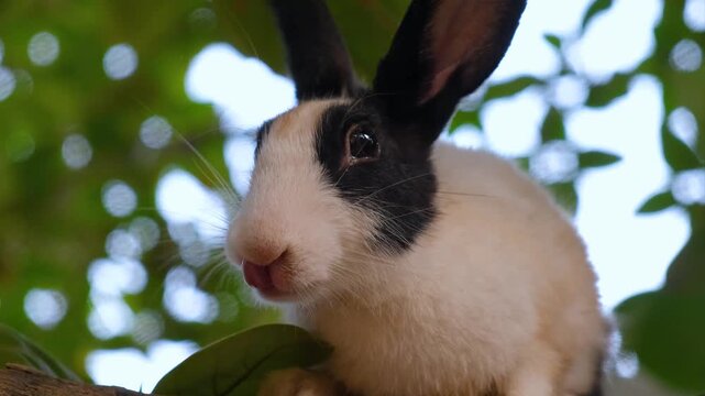 Curious rabbit with expressive eyes and soft fur. Cute White Pet Rabbit Exploring Garden Trees. A Fluffy White Rabbit&rsquo;s Favorite Tree Spot.