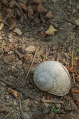 White snail shell on a dusty forest soil © Enjoy_Travel