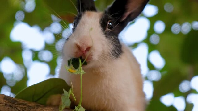 Adorable White Rabbit Enjoying Fresh Green leaves. A Fluffy White Rabbit&rsquo;s Favorite Tree Spot. Domestic rabbit enjoys free range time on a green tree.