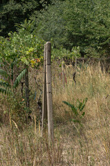 Fototapeta premium A vineyard pole in the overgrown summer meadow