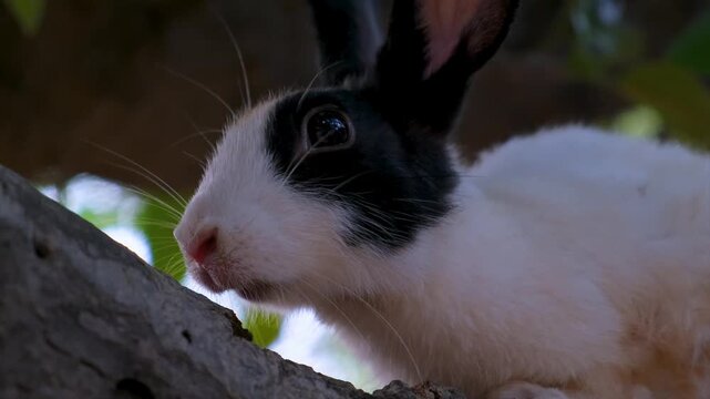 Cute White Pet Rabbit Exploring Garden Trees. A Fluffy White Rabbit&rsquo;s Favorite Tree Spot. Domestic rabbit enjoys free range time on a green tree.