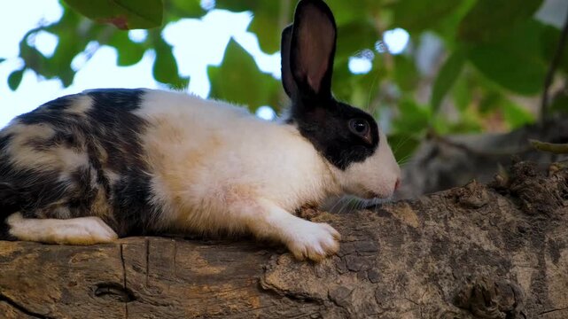 Cute White Pet Rabbit Exploring Garden Trees. A Fluffy White Rabbit&rsquo;s Favorite Tree Spot. Domestic rabbit enjoys free range time on a green tree.