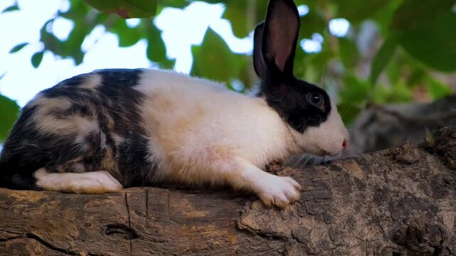 Cute White Pet Rabbit Exploring Garden Trees. A Fluffy White Rabbit&rsquo;s Favorite Tree Spot. Domestic rabbit enjoys free range time on a green tree under shadow.