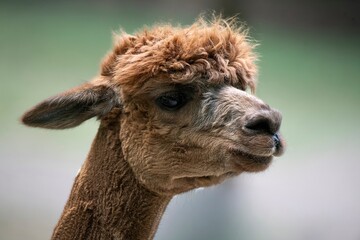 Fototapeta premium An alpaca (Lama pacos).