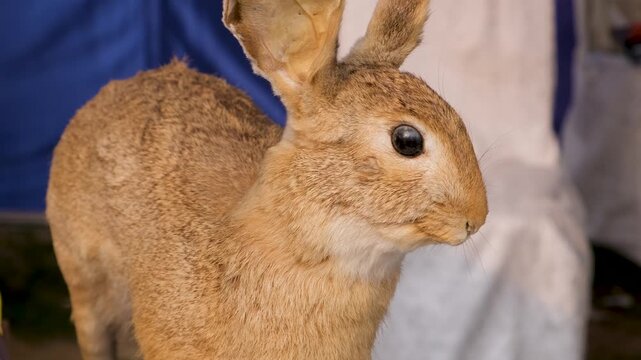 Taxidermy mummy rabbit art piece, mummified pet rabbit