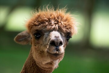 An alpaca (Lama pacos). © Vine.Photographic