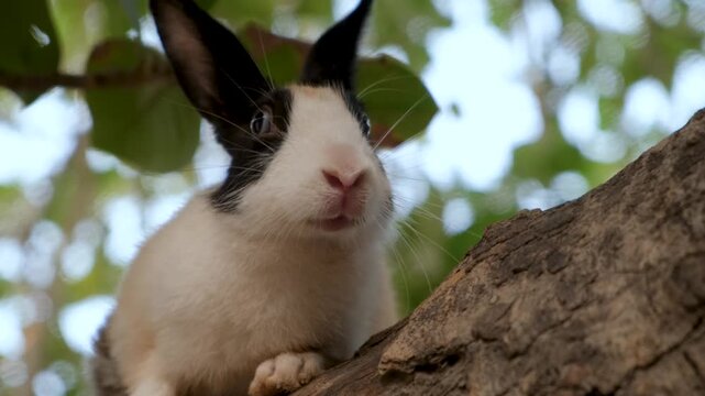 Cute White Pet Rabbit Exploring Garden Trees. A Fluffy White Rabbit&rsquo;s Favorite Tree Spot. Domestic rabbit enjoys free range time on a green tree.