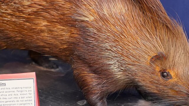 Asian Pangolin potrate with blue background, The world's most trafficked mammal,