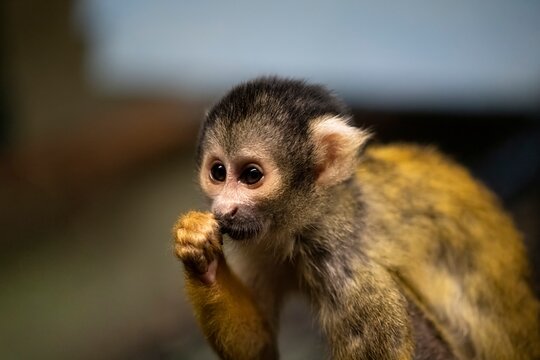 ボリビアリスザル」の写真素材 | 732件の無料イラスト画像 | Adobe Stock