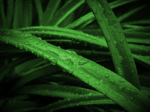 rain drops on a leaf