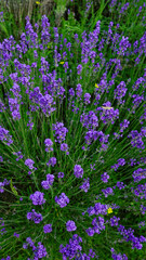 Obraz premium Close-up of blooming purple lavender flowers in a summer garden