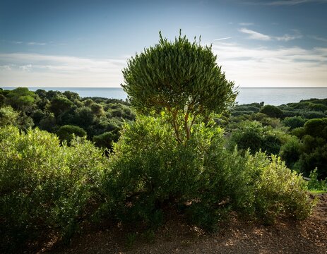 laurus nobilis tree grown in the algarve portugal