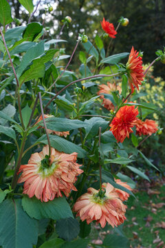 Destroyed Dahlias after a storm.