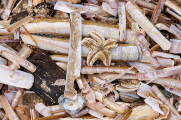 Common starfish among razor clam shells washed ashore on North Sea beach  © Dina