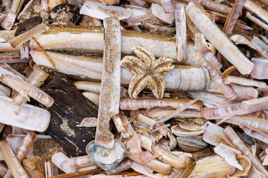Common starfish among razor clam shells washed ashore on North Sea beach
