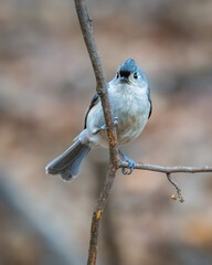 Tufted Titmouse perched on a slender branch, facing the camera with an alert expression, showcasing its soft gray crest and delicate plumage against a smooth background. © Alexander Image
