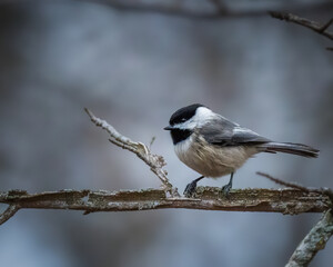 Black-capped Chickadee perched on a weathered branch, displaying its distinctive black cap and bib against a softly blurred woodland background. © Alexander Image