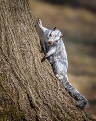 Fototapeta premium Eastern Gray Squirrel climbing a tree trunk, showcasing agile movement, sharp claws, and textured silver-gray fur in a natural woodland setting.