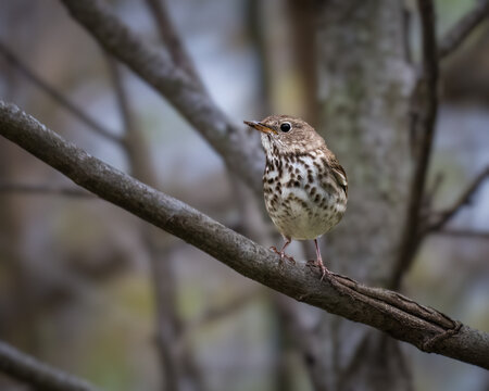 Hermit Thrush perched on a tree branch in a woodland setting, showing its spotted breast, warm brown plumage, and distinctive eye ring against a softly blurred background.