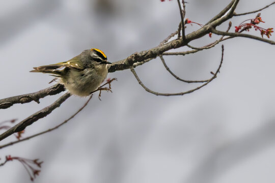 Golden-crowned Kinglet perched on a flowering tree branch, displaying its bright yellow crown and distinctive black-and-white facial markings against a soft blurred background.