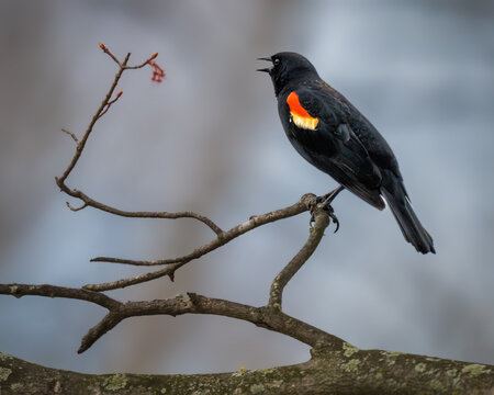 Male Red-winged Blackbird perched on a bare tree branch, displaying its vivid red and yellow shoulder patch against a soft, blurred natural background.