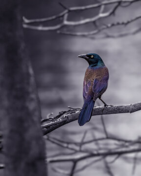 Common Grackle perched on a tree branch in a woodland setting, displaying iridescent blue and purple plumage, a dark head, and striking pale yellow eyes.