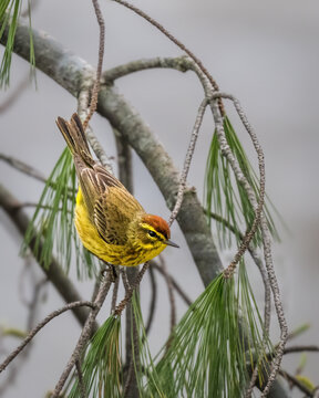 Palm Warbler perched among pine branches, showing bright yellow underparts, chestnut crown, and distinctive facial markings in a natural woodland setting.