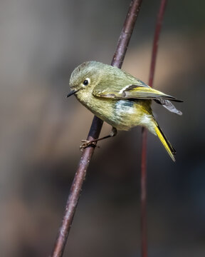 Ruby-crowned Kinglet perched on a slender branch, showing olive-green plumage, bright yellow wing markings, and a delicate white eye ring against a softly blurred background.