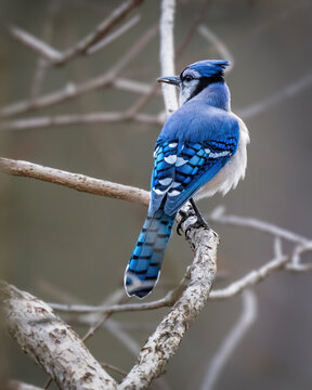Blue Jay perched on a bare branch, displaying vivid blue plumage, black-and-white markings, and a long barred tail against a softly blurred woodland background.
