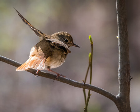 Hermit Thrush perched on a branch with its tail raised, showing warm brown plumage, pale spotted breast, and distinctive eye ring against a softly blurred woodland background.