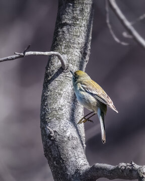 Pine Warbler perched on a tree trunk, showing olive-yellow plumage, pale underparts, and white wing markings against a softly blurred woodland background.