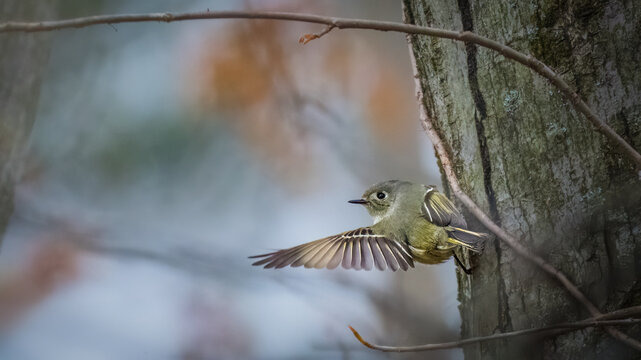 Ruby-crowned Kinglet flying beside a tree trunk with wings fully extended, showing detailed feathers and olive-green plumage against a softly blurred woodland background.