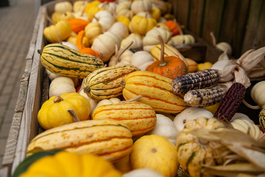 Striped squash and decorative corn enrich a colorful autumn farm market assortment.