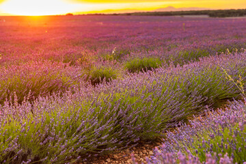 Fototapeta premium Warm rays of the sun shine on the lavender field in the evening summer. Lavender bushes on the background of sunset